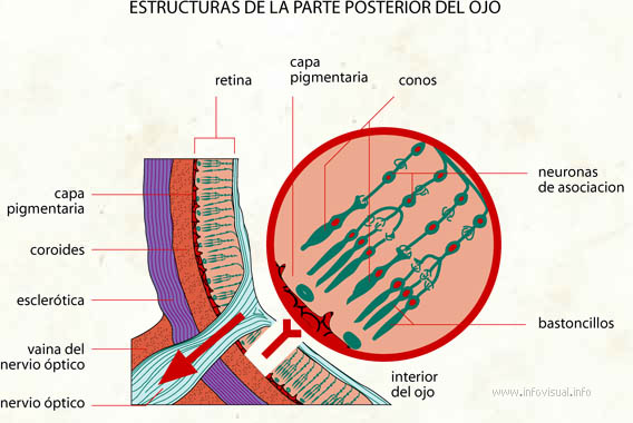 Estructuras de la parte posterior del ojo